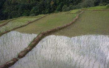 देशभर ९८ प्रतिशत रोपाइँ सम्पन